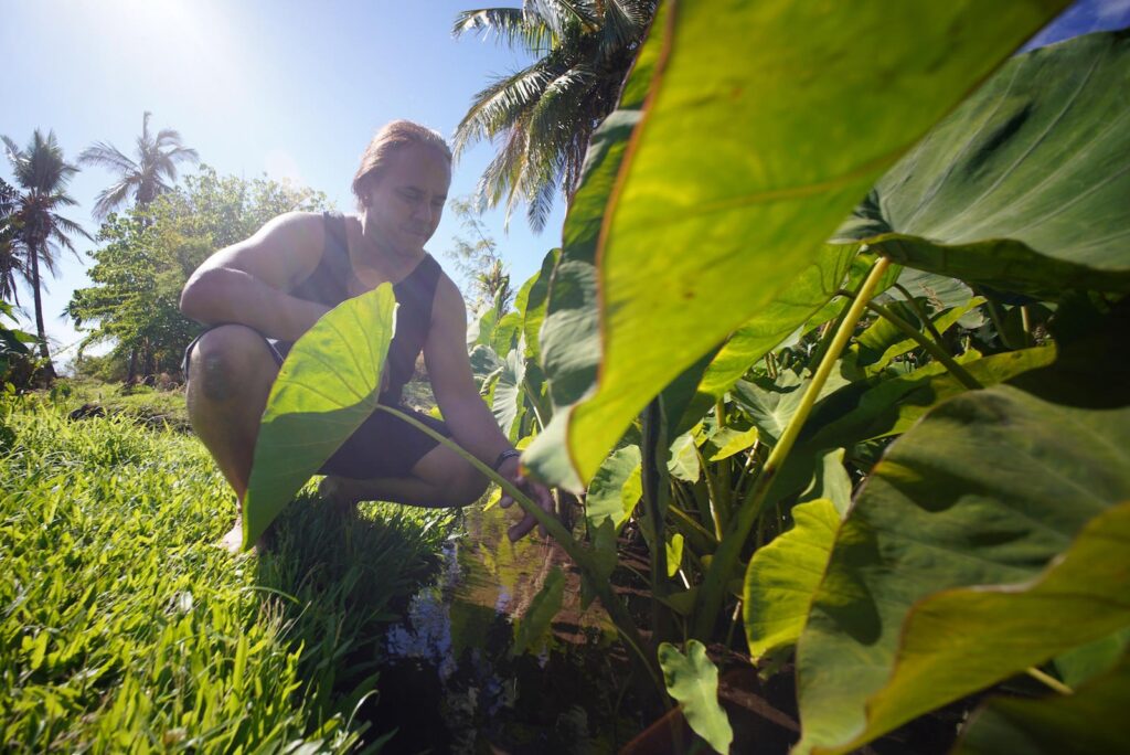 Daniel Kuʻuleialoha Palakiko kneels next to a taro plant on his family farm. The starch is a traditional part of the Native Hawaiian diet and is also spiritually important: Indigenous histories describe Hawaiians as being descended from the plant, known as kalo. Credit: Cory Lum/Grist
