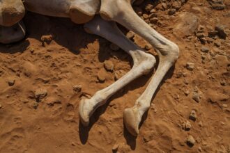 The body of a camel that died the day before of starvation lies near Marsabit, Kenya. Credit: Larry C. Price