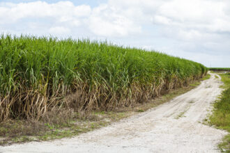 In Clewiston, Florida, a sugar cane field in the Everglades Agricultural Area. Credit: Jeffrey Greenberg/Education Images/Universal Images Group via Getty Images