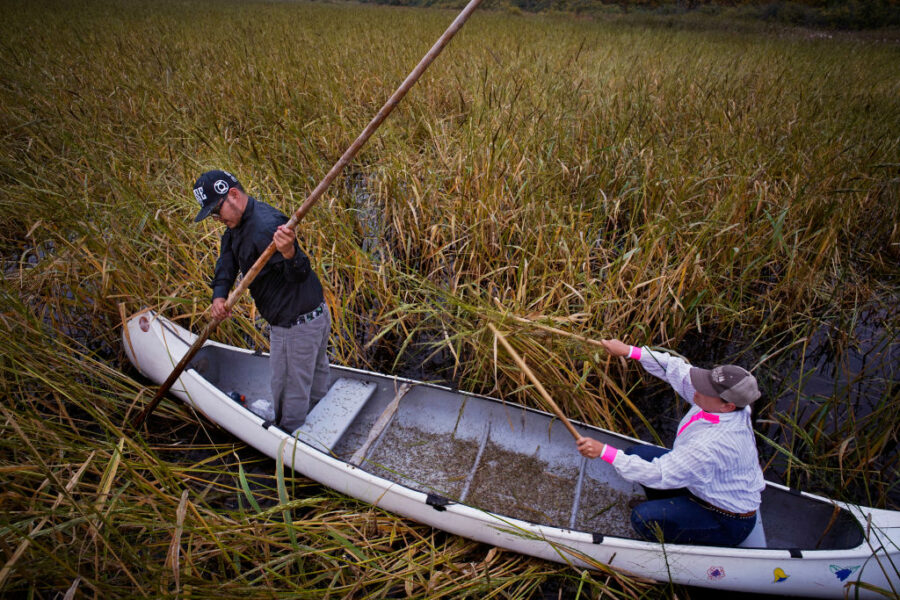 Native Americans Harvey Goodsky Jr. and his wife Morningstar harvest wild rice on Rice Lake in north central Minnesota. The Rice Lake National Wildlife Refuge in Aitkin County, in north central Minnesota, is home to pristine a 4,500-acre body of water that provides the wild rice harvest that the Ojibwe have depended on for countless generations.