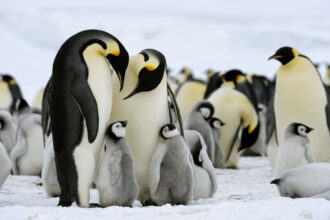 Emperor penguin adults with their chicks on fast ice on Snow Hill Island in Antarctica's Weddell Sea. Credit: Wolfgang Kaehler/LightRocket via Getty Images