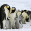 Emperor penguin adults with their chicks on fast ice on Snow Hill Island in Antarctica's Weddell Sea. Credit: Wolfgang Kaehler/LightRocket via Getty Images