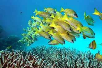 Great Barrier Reef. Credit: Rick Loomis/Los Angeles Times via Getty Images