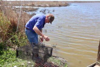 John Allaire checks a trap for fish or crabs on his coastal property in Cameron Parish, Louisiana, south of Lake Charles. Credit: James Bruggers