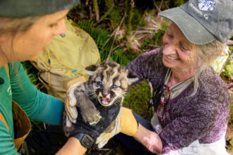 Inside Climate News reporter Liza Gross, right, takes the handoff of a cougar kitten from Caitlin Kupar, of Panthera, a global wild cat conservation organization, while accompanying biologists with the organization's Olympic Cougar Project to a cougar den on the Olympic Peninsula. Credit: Michael Kodas