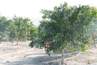 Kern County farmers use oil field wastewater to grow water-intensive crops like oranges in one of California's driest agricultural regions. Credit: Liza Gross