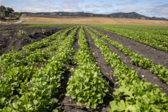 Cilantro grows on farmland near San Luis Obispo Regional Airport in California that has been irrigated with well water contaminated with high levels of PFAS chemicals from firefighting foam that for years was used in training exercises at the airport in August. Credit: Brian van der Brug / Los Angeles Times via Getty Images