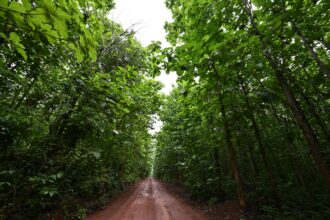 Replanted trees in the classified forest of Tene near Oumé, in the south western region in Ivory Coast. Tene is the largest reforestation site in the country. Credit: Issouf Sanogo/AFP via Getty Images.