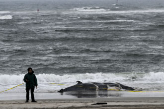 A dead whale is found on Rockaway Beach in the Queens Borough in New York City, United States on Feb. 17, 2023. Credit: Fatih Aktas/Anadolu Agency via Getty Images