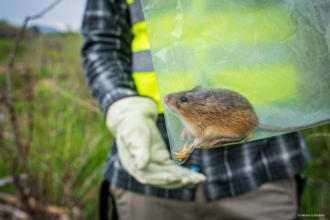 An endangered Preble’s meadow jumping mouse (Zapus hudsonius preblei) is captured during a population survey. Before the mouse was released, a small skin sample was collected as part of the new biobanking program. Credit: Kika Tuff/Revive & Restore.